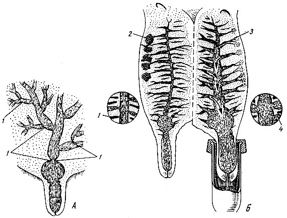 Рис. 3. Сужения выводных каналов в местах разветвления (А , 1) и расширение их после стимуляции молокоотдачи (Б, 3, 4)