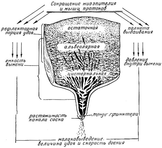 Рис. 9 Характеристики процессов молокоотдачи: сокращения миоэпителия и гладких мышц протоков обусловливает рефлекторную порцию удоя и полноту выдаивания, которые вместе отражают емкость вымени. Скорость доения зависит от величины удоя, давления внутри вымени, растяжимости канала соска и тонуса сфинктера